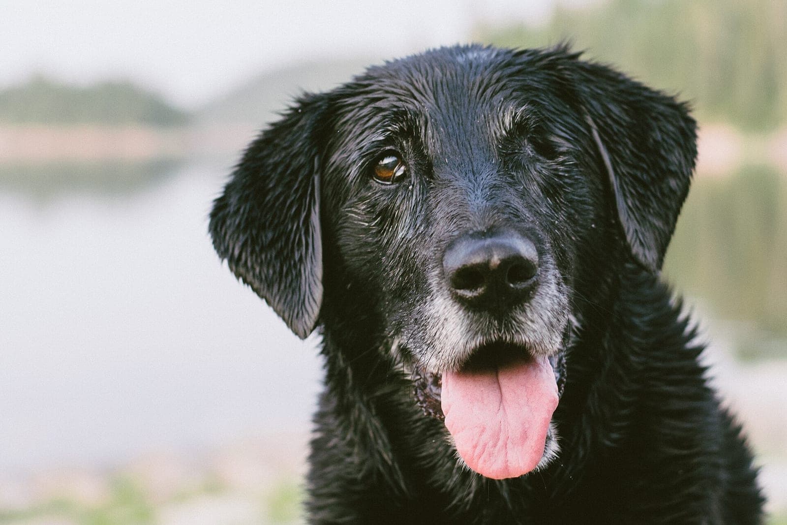 A wet black dog with gray whiskers and its tongue out, sitting by a lake
