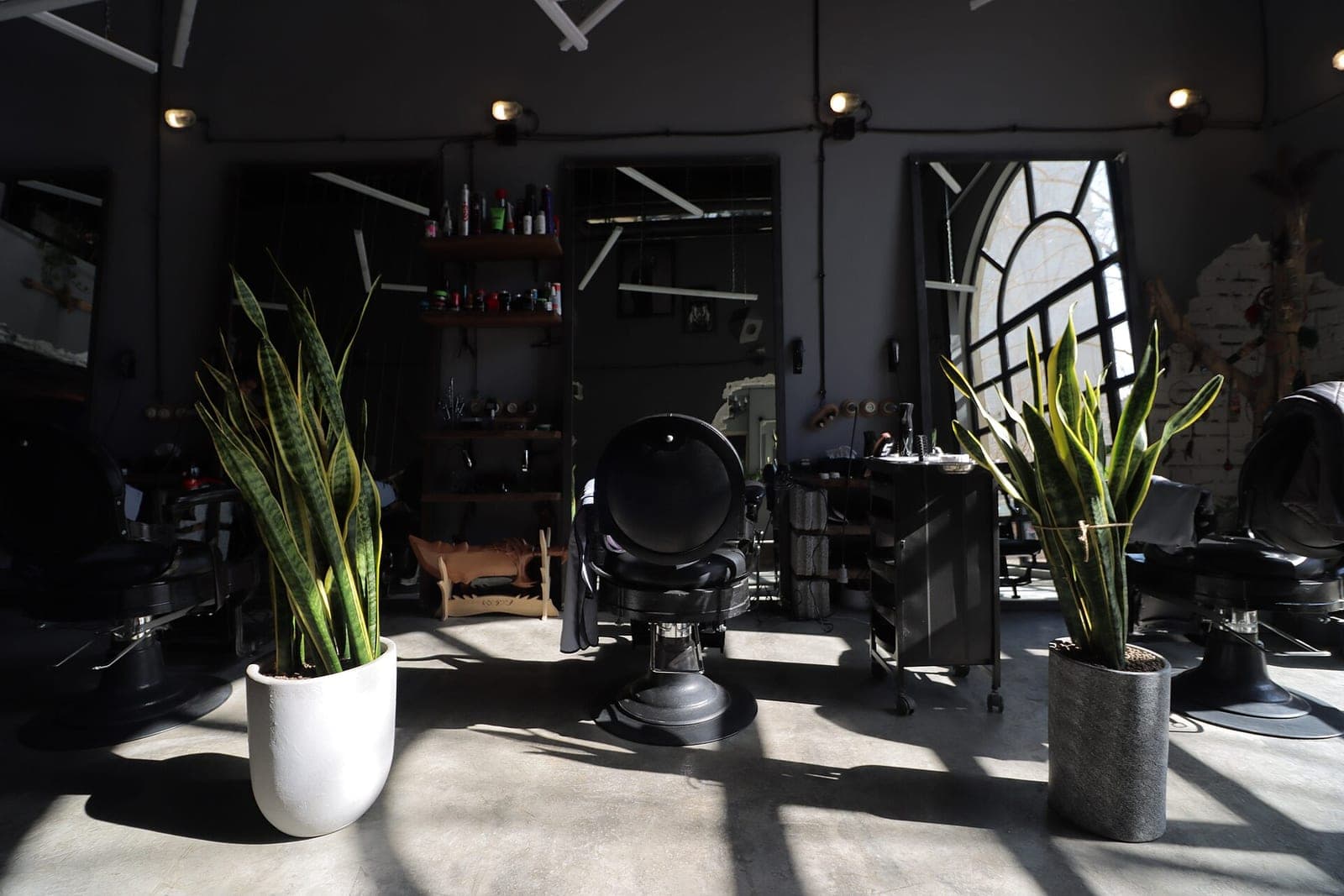 An empty barbershop with black barber chairs, tall potted snake plants and sunlight across a concrete floor