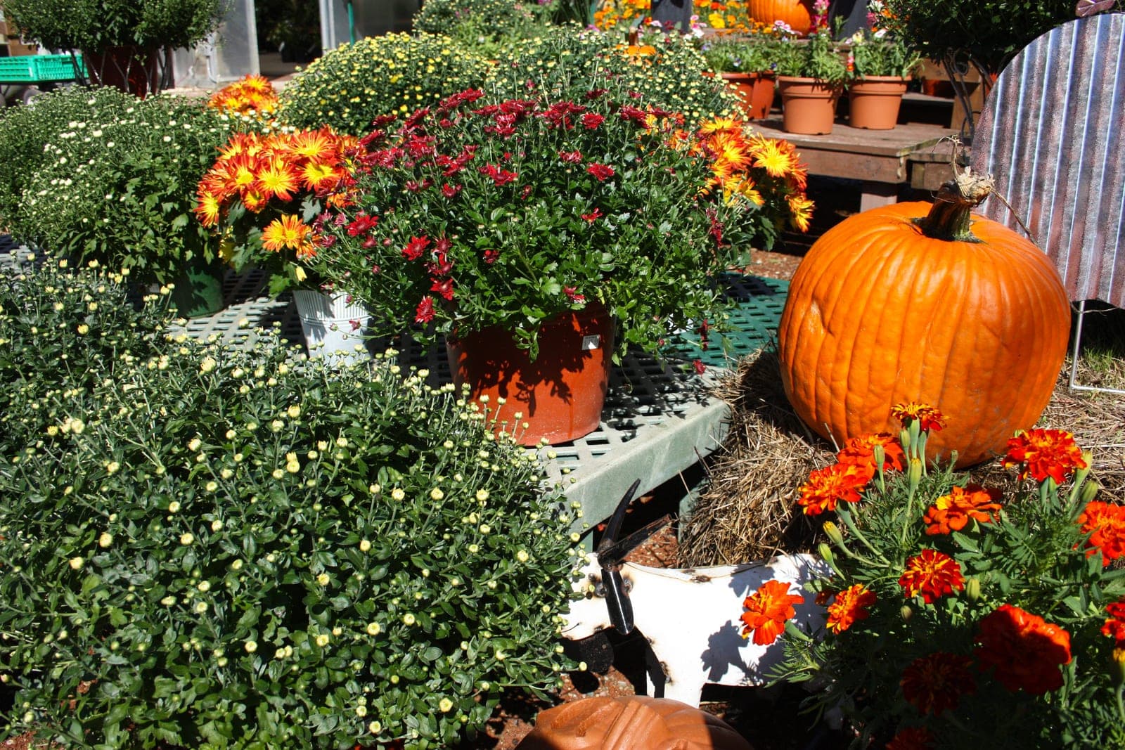 Pots of yellow and red mums beside orange pumpkins in an autumn display at a garden shop