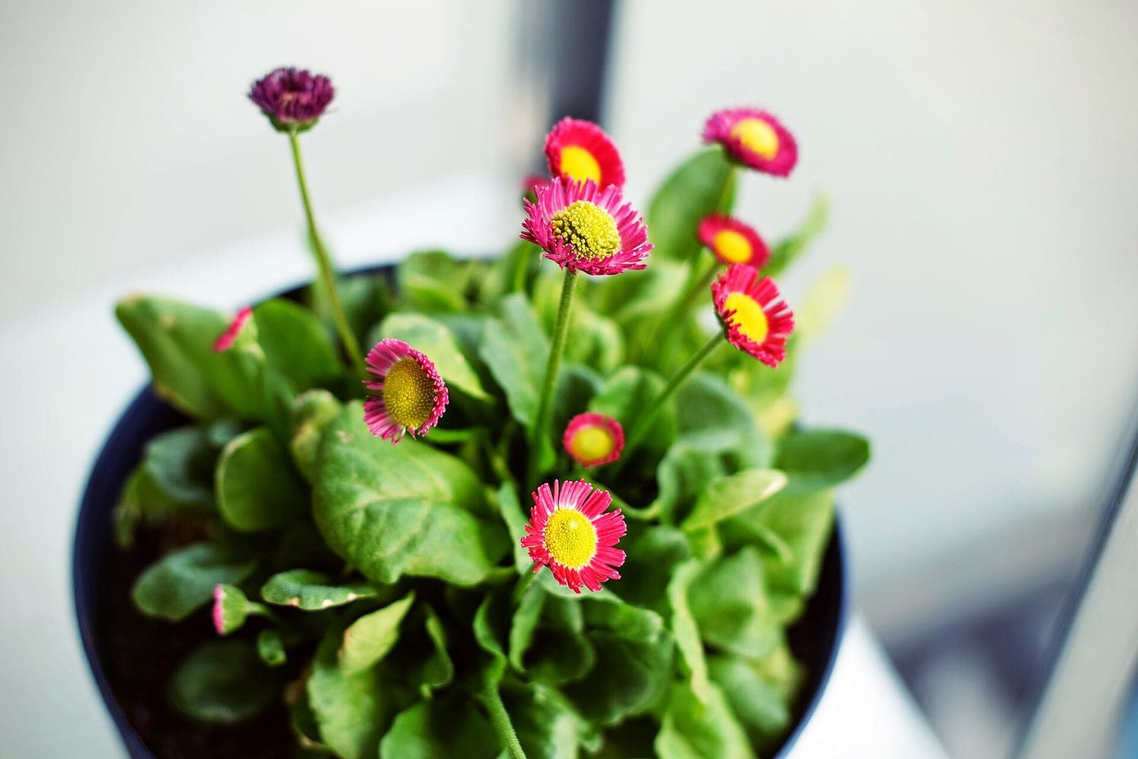 Pink daisies in a dark pot on a bright windowsill