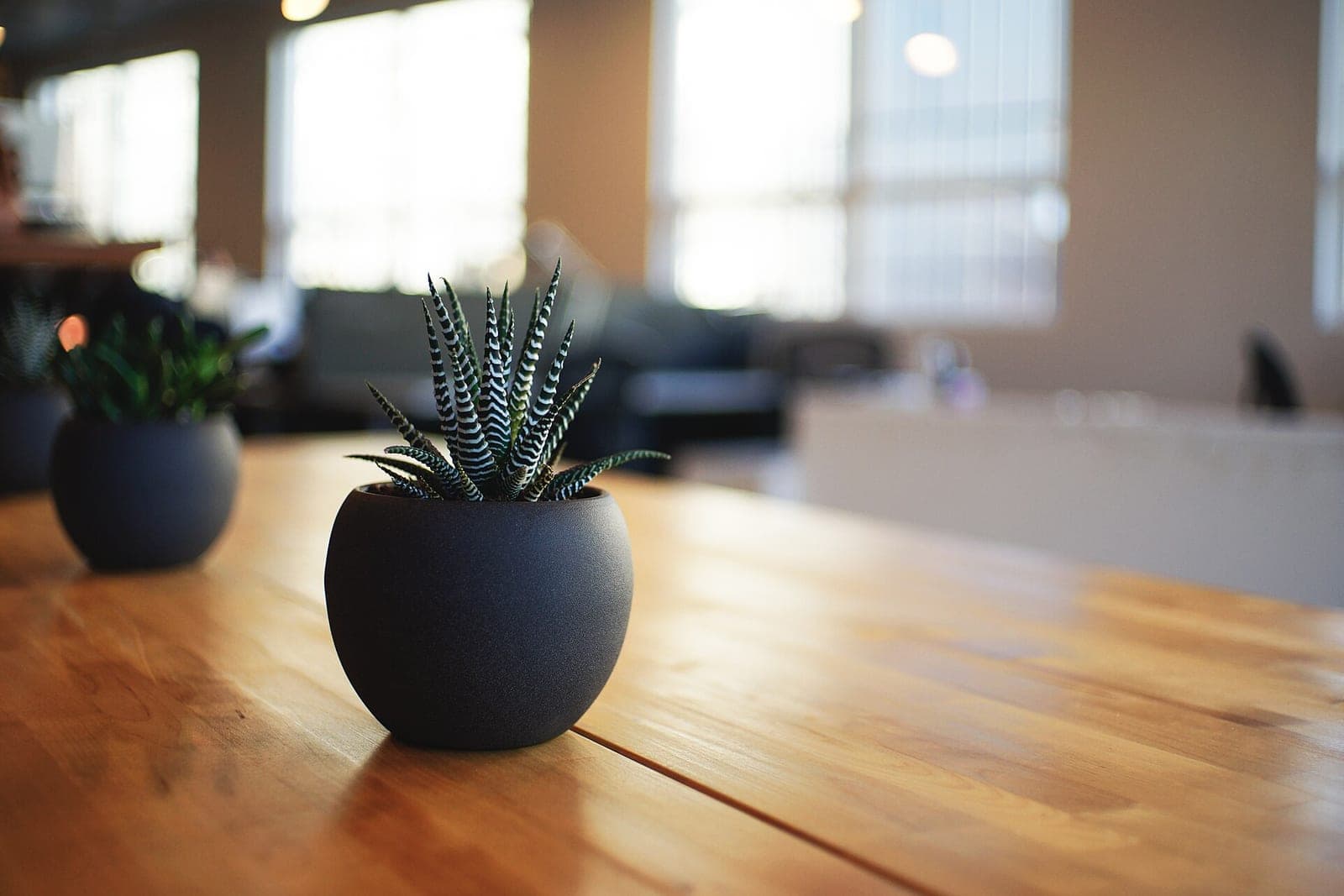 A small striped succulent in a dark round pot on a long wooden table in a bright, blurred office