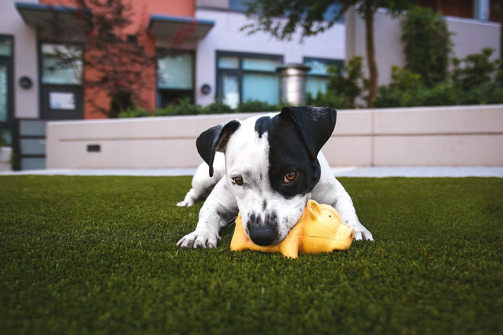 A black-and-white puppy chews a yellow toy pig on artificial turf in front of a modern building
