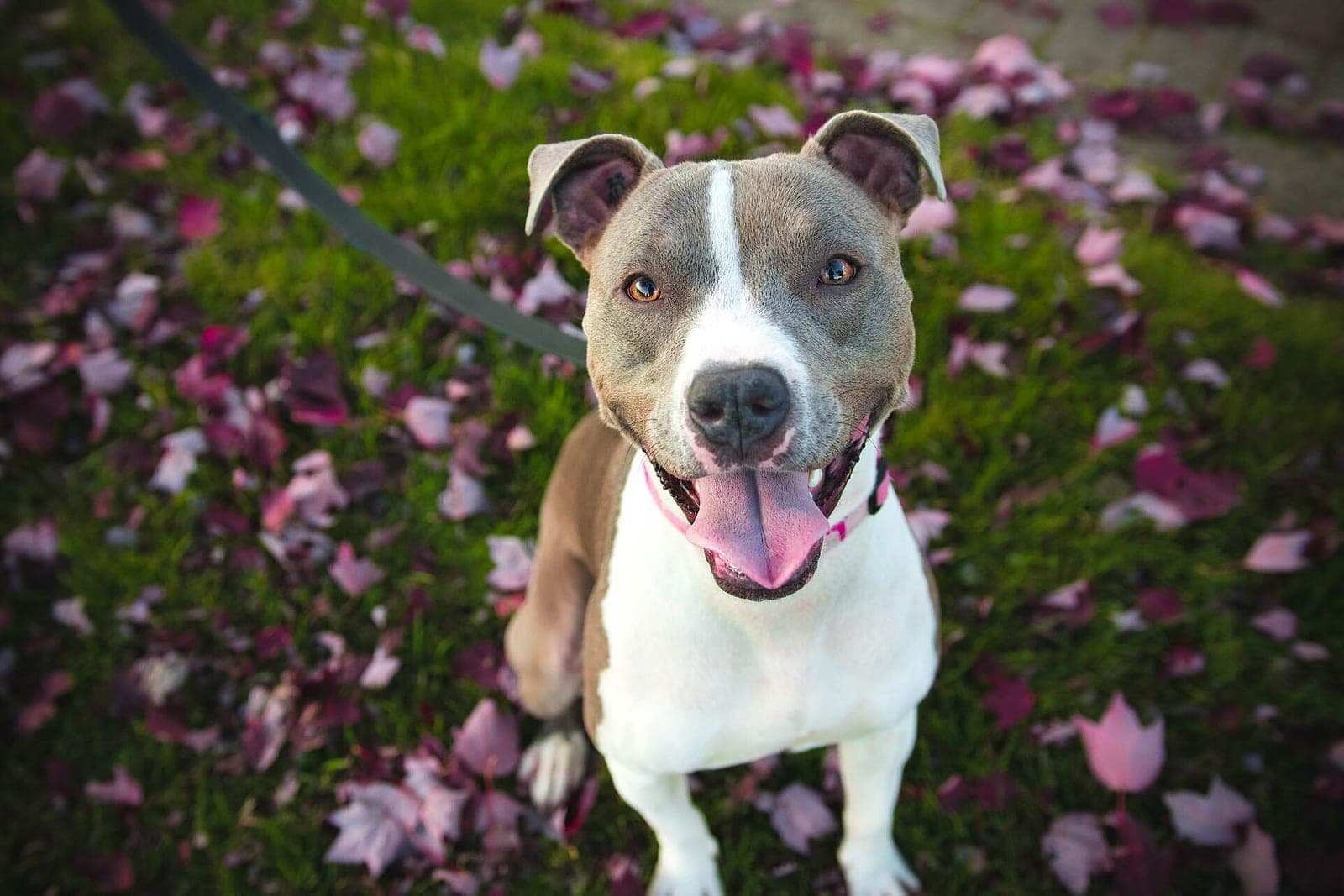 A gray-and-white dog on a leash smiles up at the camera from grass scattered with pink leaves
