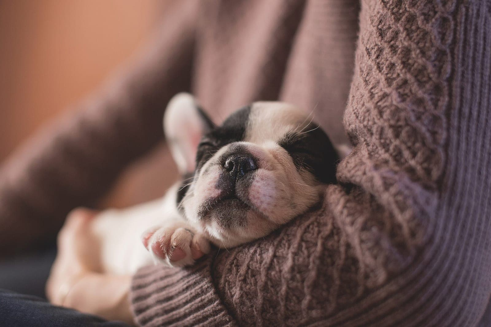 A black-and-white puppy sleeps in the crook of a person's arm in a brown knit sweater