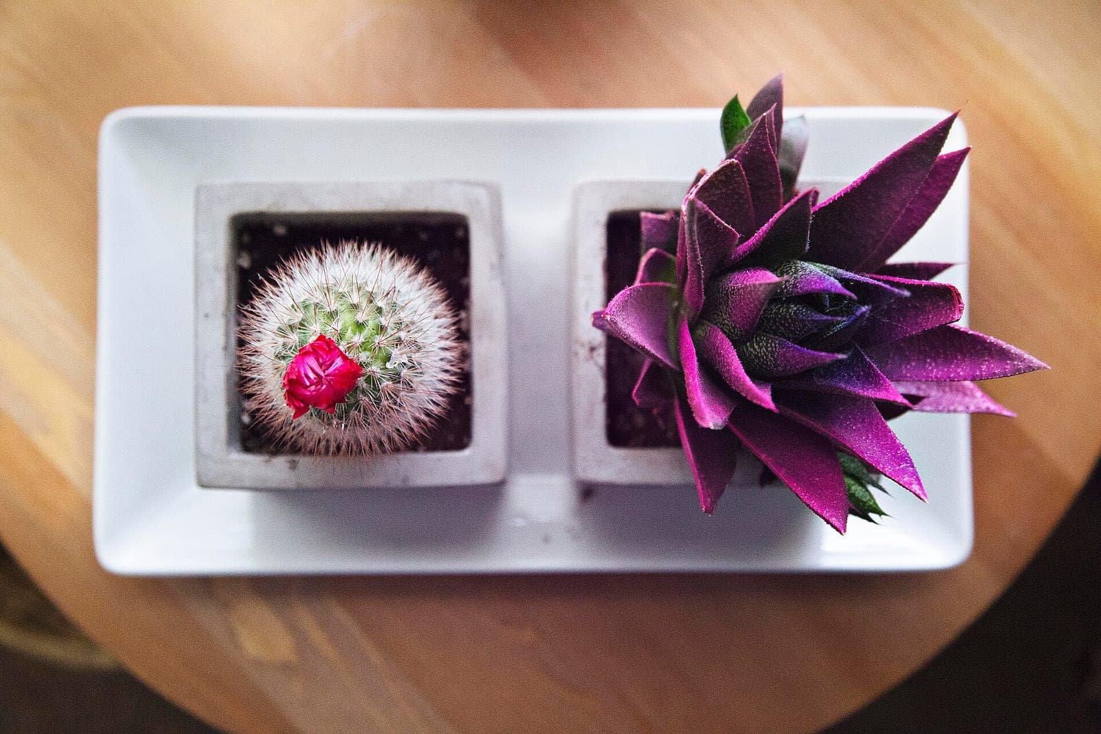A flowering cactus and a purple succulent in small concrete pots on a white tray on a wooden table