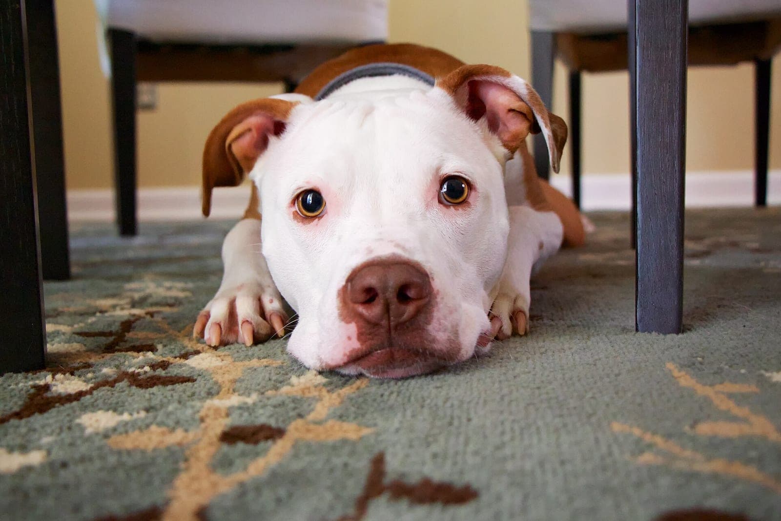 A white and brown dog lying on a patterned green carpet under dining chairs