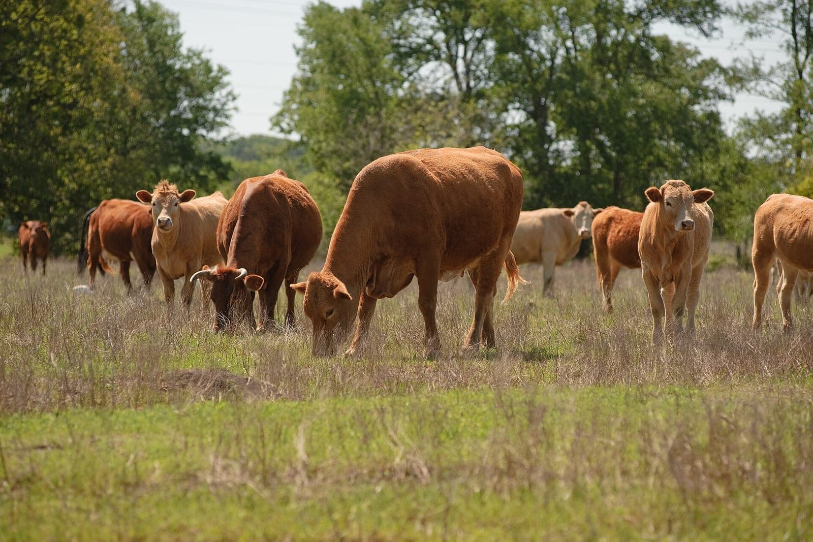 Red and tan cattle graze in dry grass in front of a line of trees