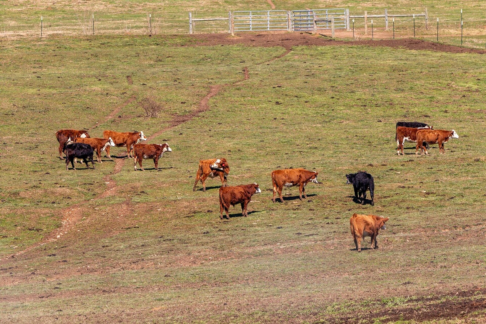 Red and black cattle spread across a hillside pasture below a metal pasture gate