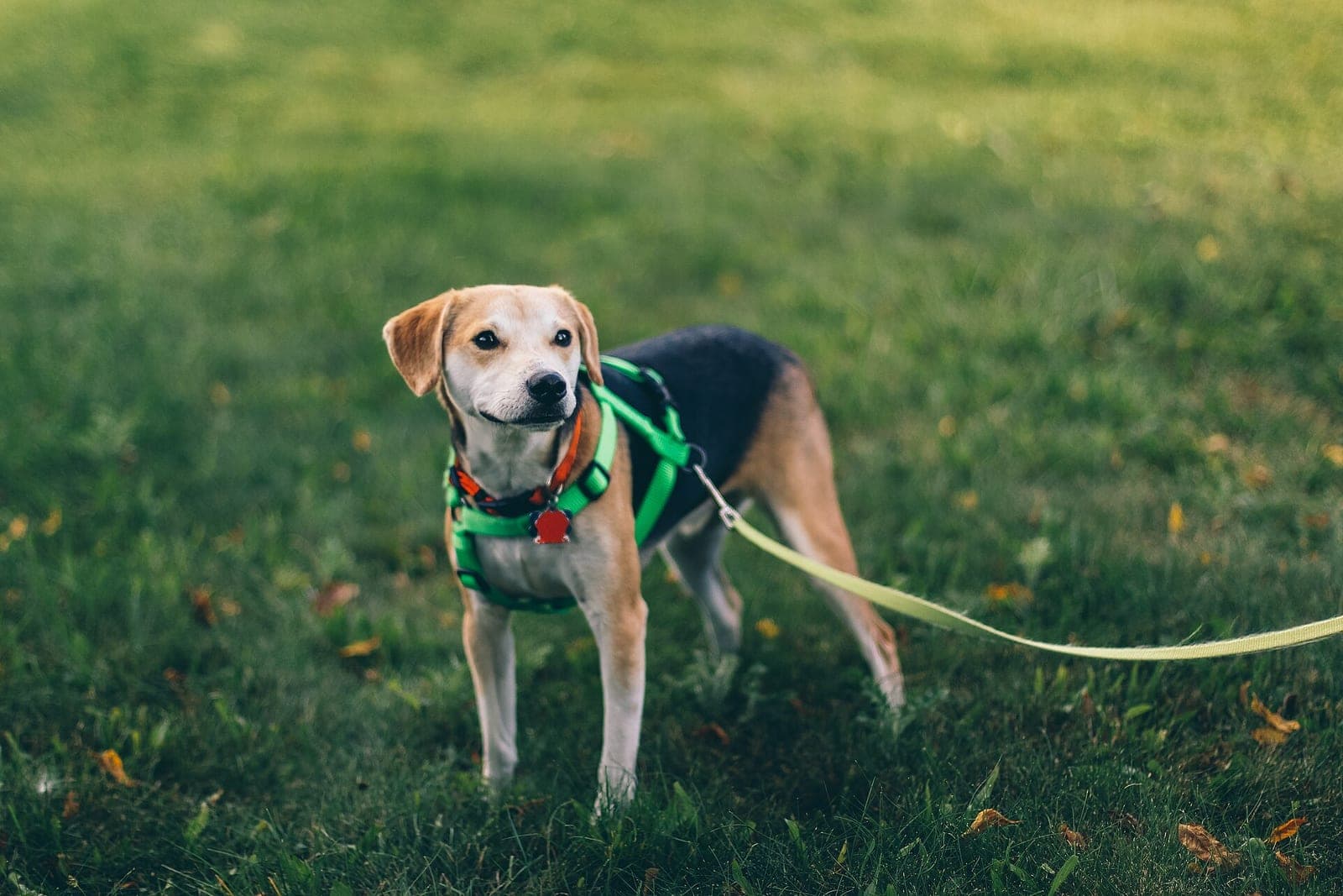 A beagle in a green harness on a leash, standing on a lawn