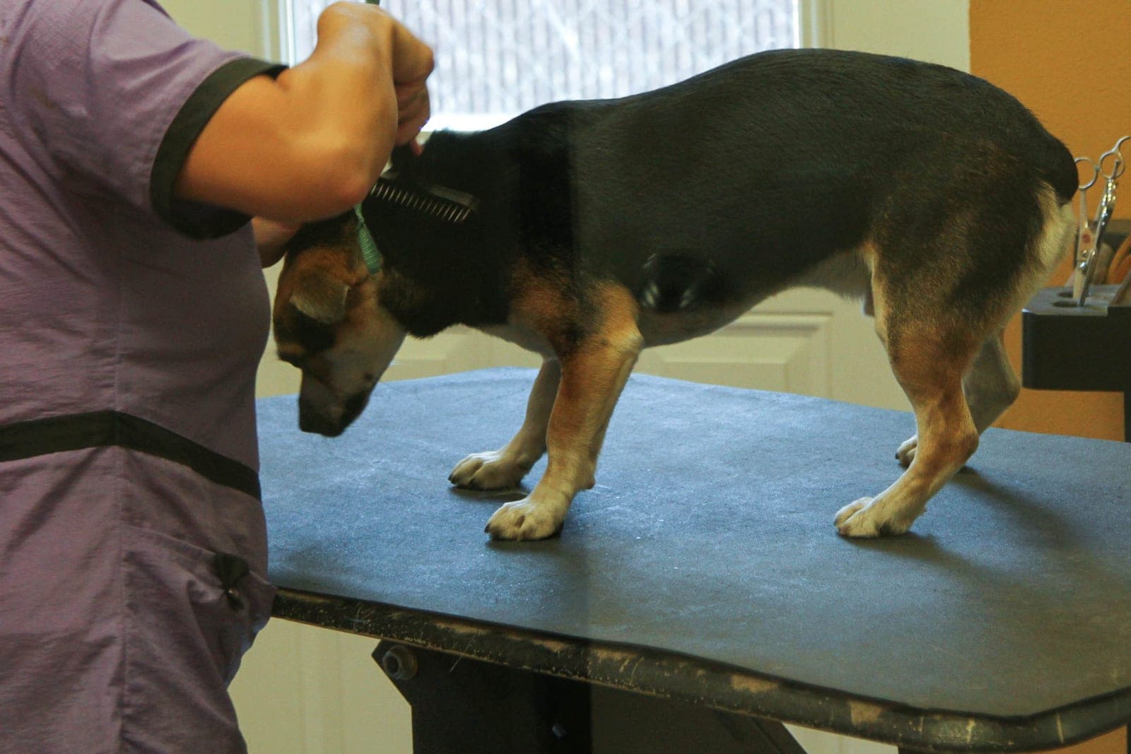 A groomer combs the neck of a small black and tan dog standing on a grooming table