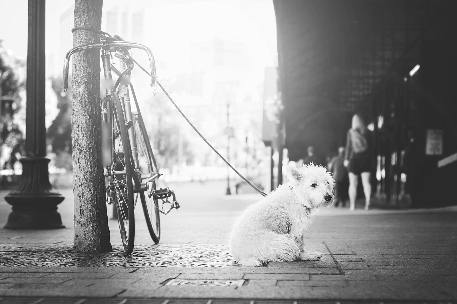 A small white dog sits on a city sidewalk, its leash tied to a bicycle by a tree