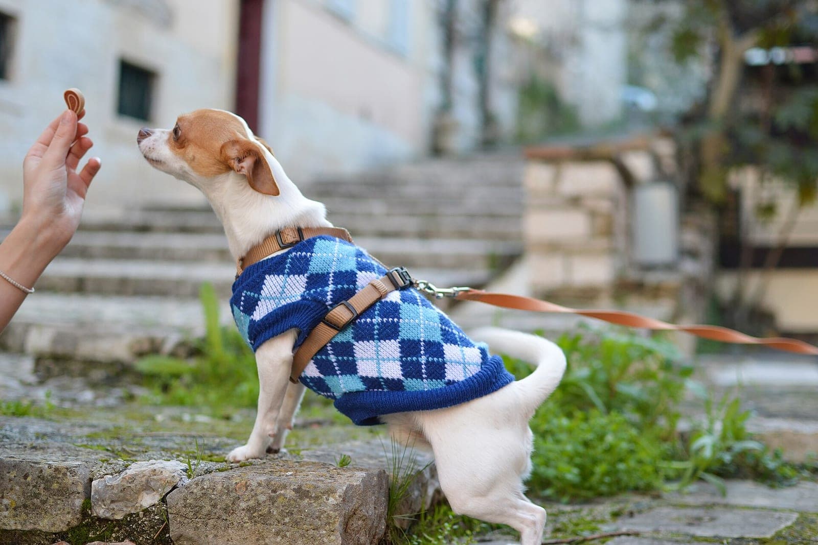A hand holds up a treat for a small dog in a blue sweater and harness on a leash