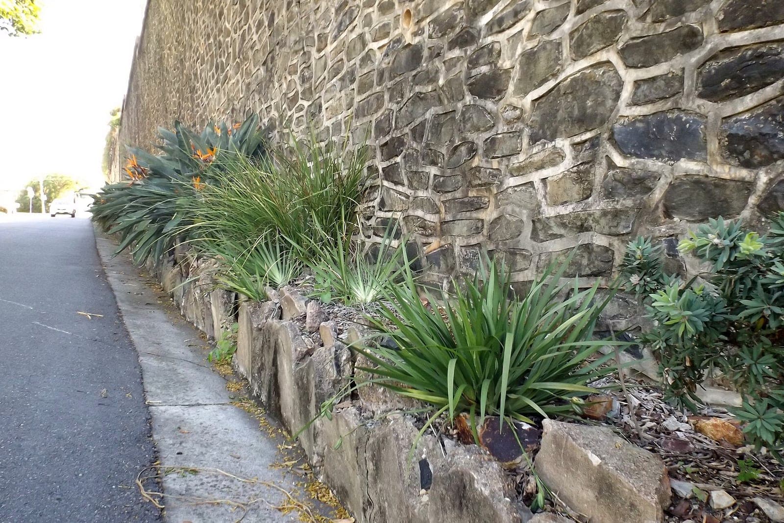 A low rock-edged planting bed of grasses and flowering plants along the base of a tall stone wall beside a street