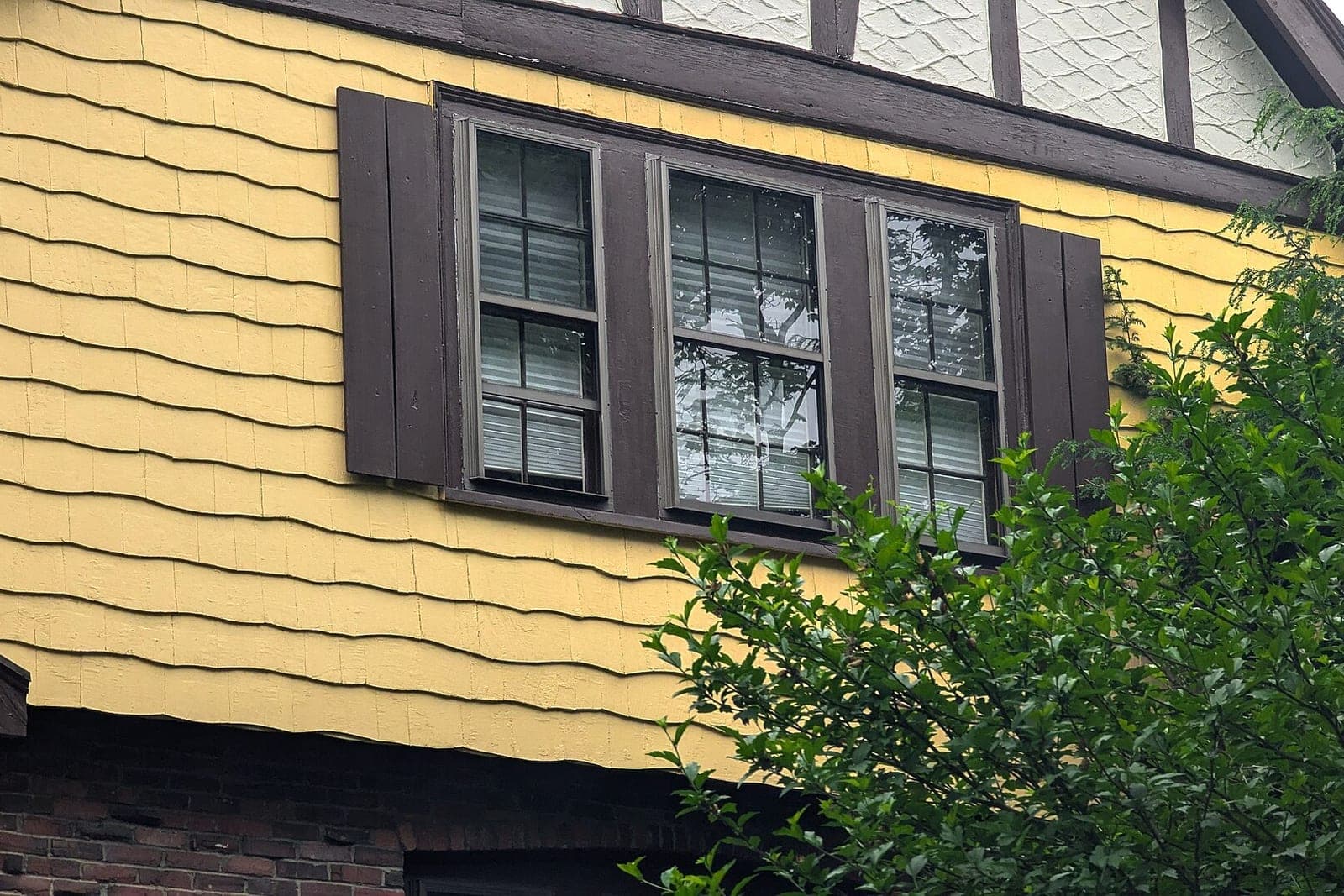 Yellow painted shingle siding with dark brown window trim and shutters behind a shrub