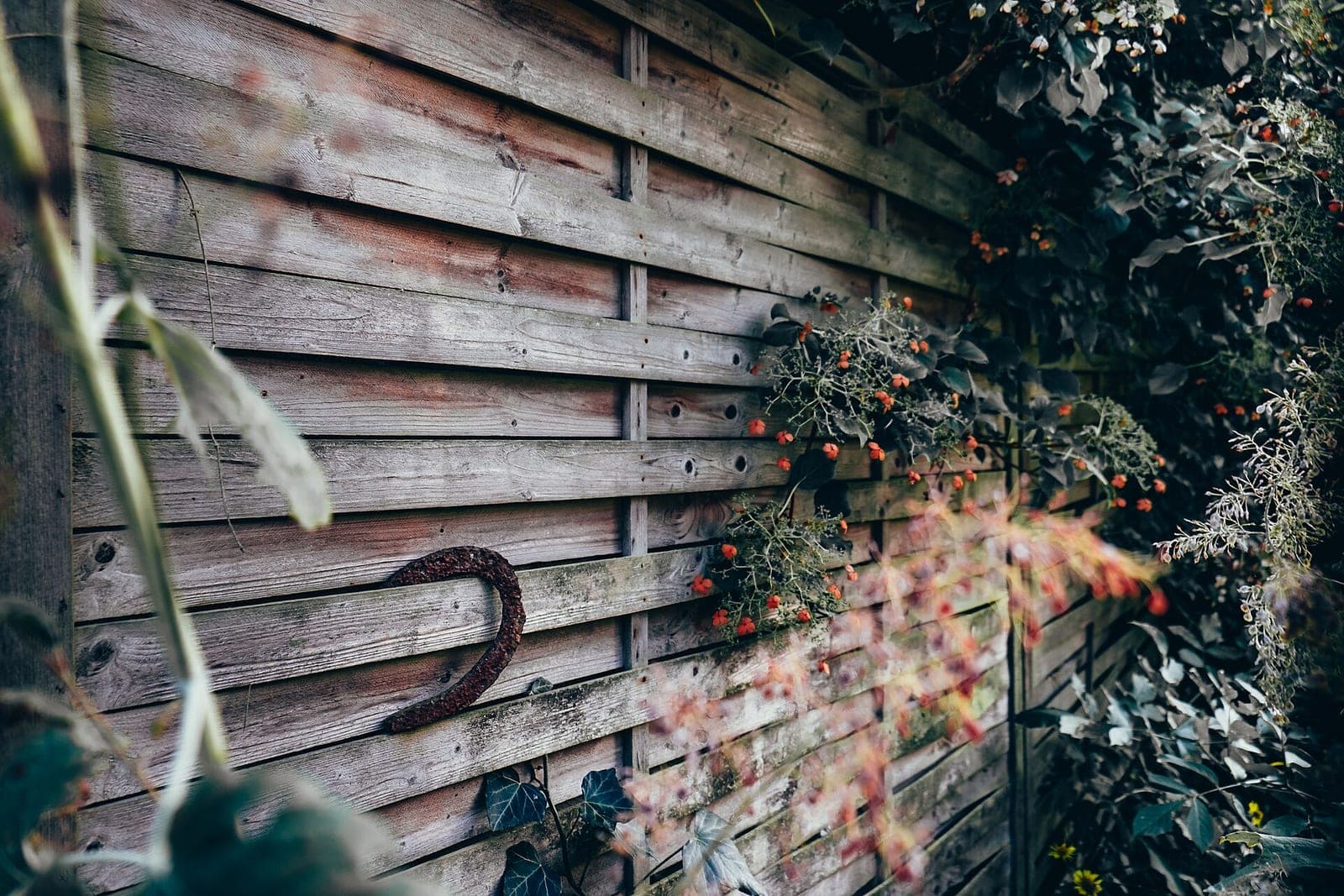 A weathered wooden privacy fence with climbing plants and small orange flowers