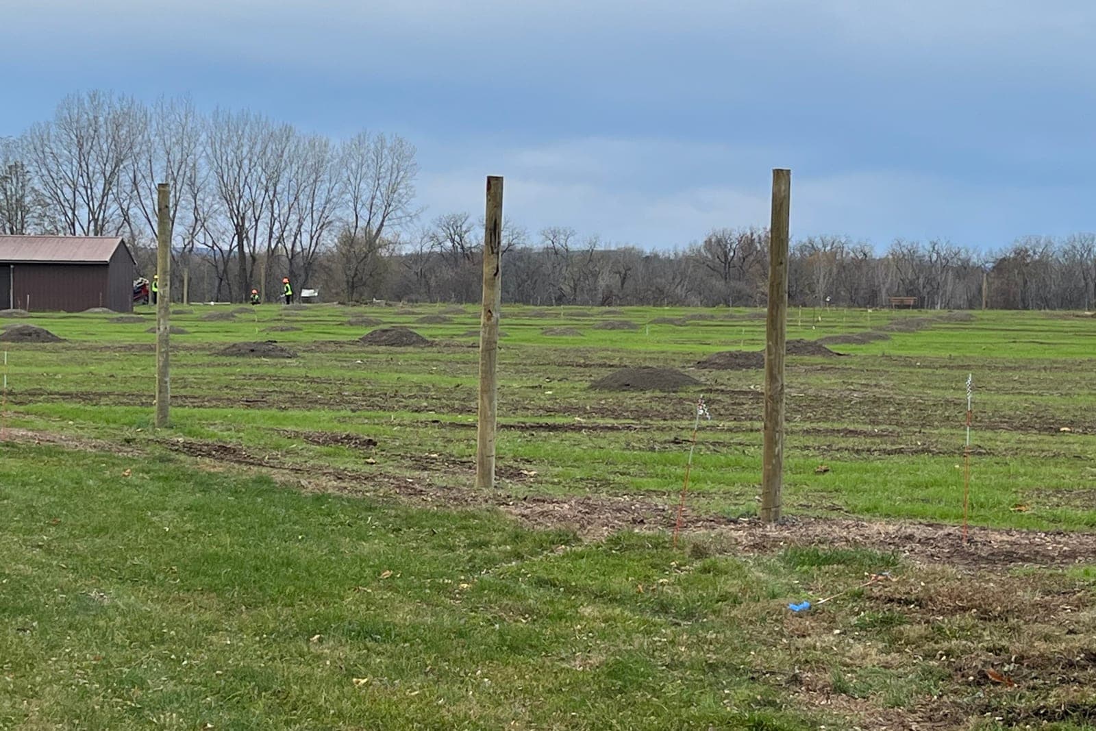A new line of wooden fence posts set in a grassy field, with marker flags along the run