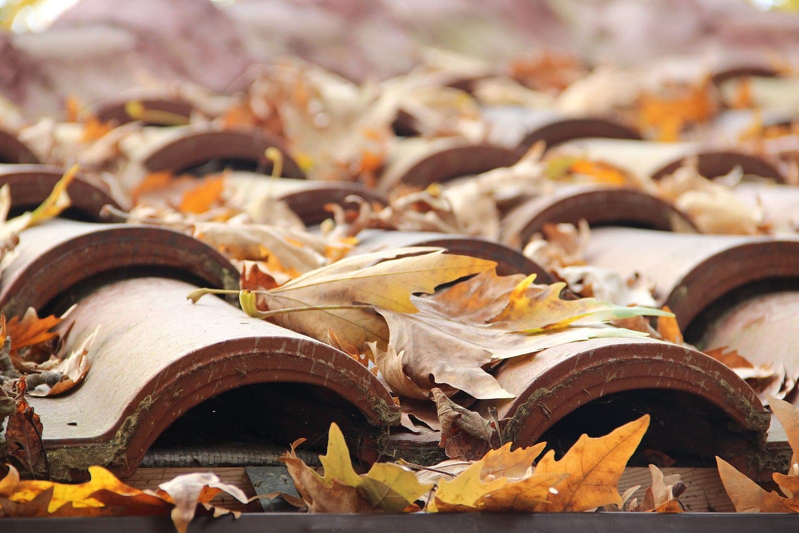 Dry autumn leaves piled on curved clay roof tiles above a gutter edge