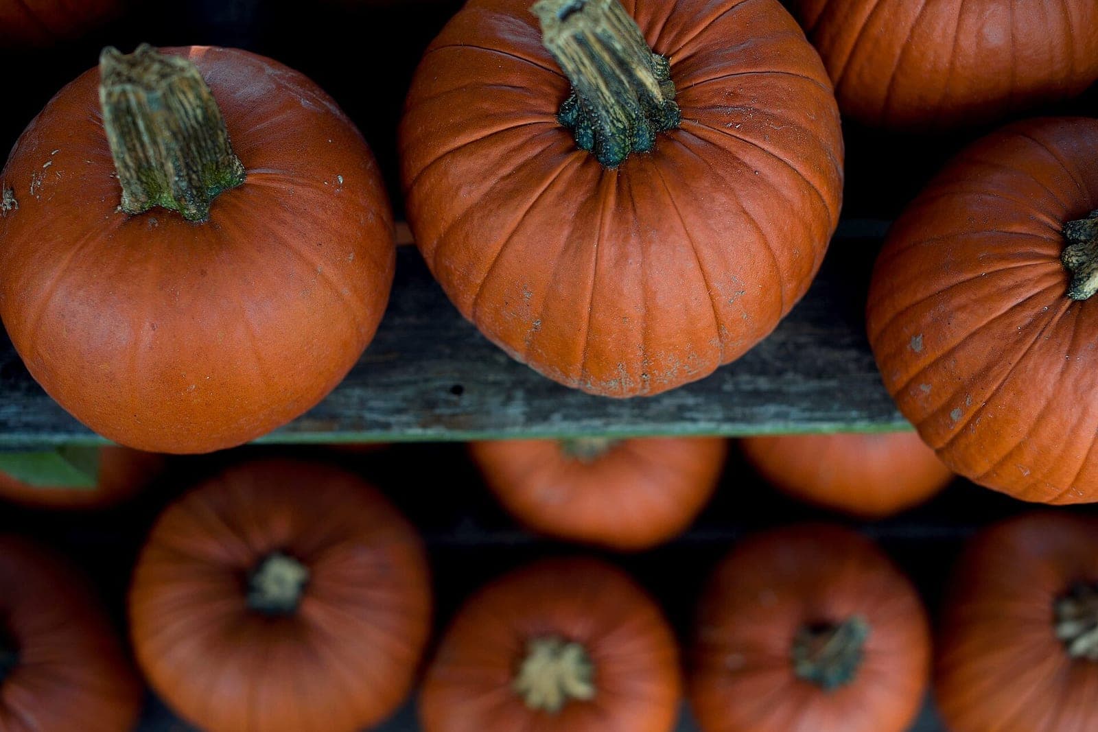 Orange pumpkins lined up in rows on rough wooden shelves, seen from above