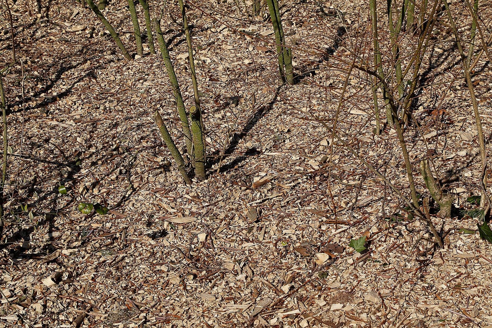 Freshly spread wood chip mulch around pruned shrub stems in a garden bed