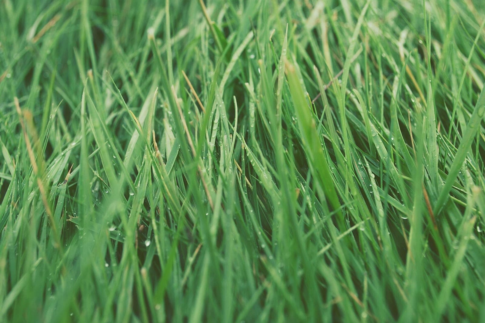 Close view of tall green lawn grass covered in raindrops