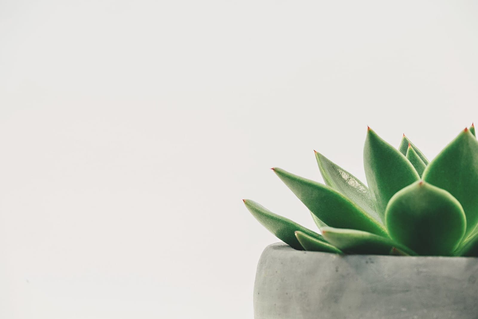 A green succulent in a gray concrete pot against a plain white wall