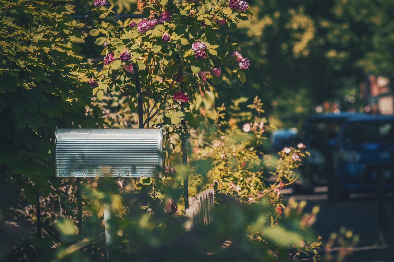 A metal mailbox on a post beside a rose bush in bloom on a sunny day