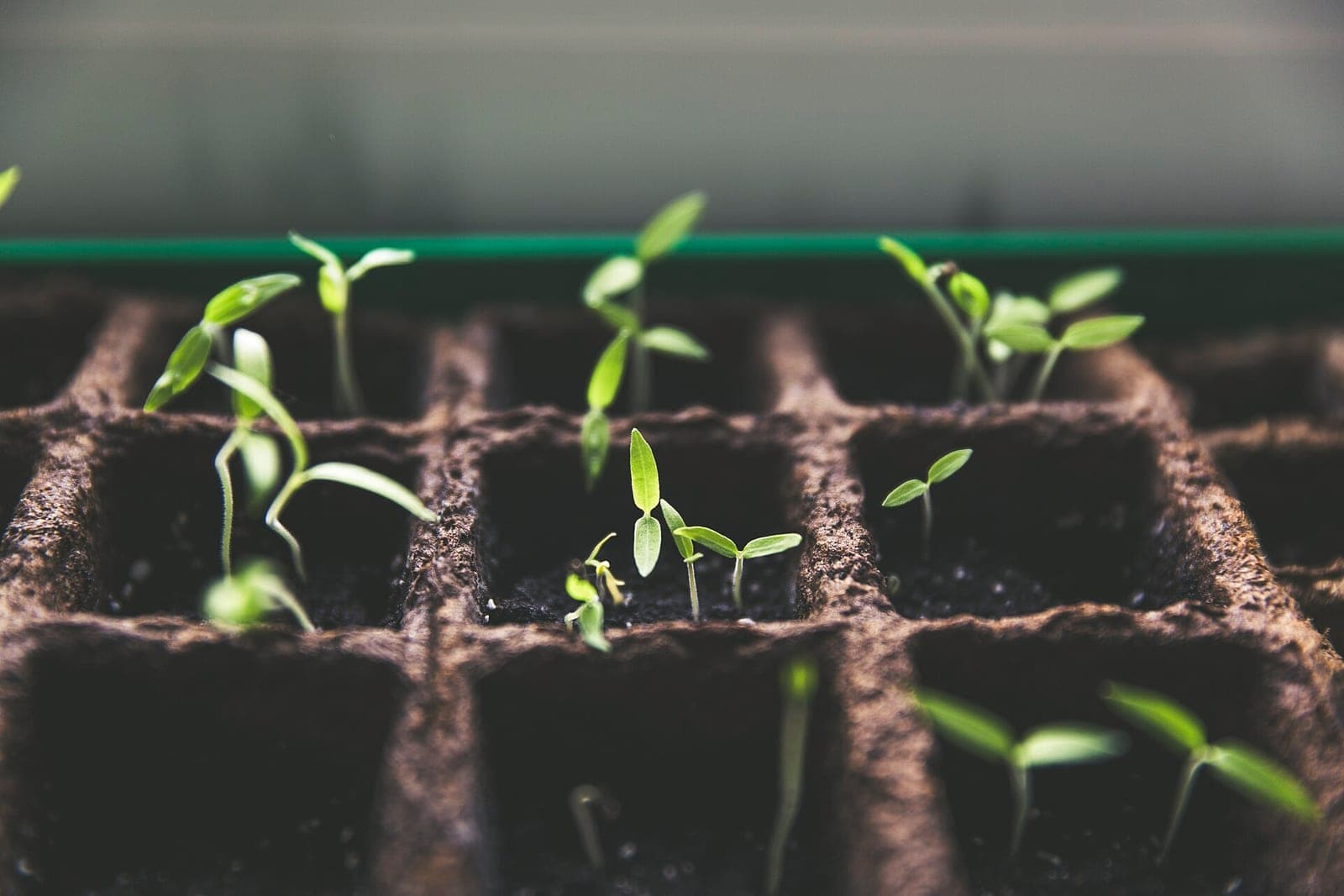 Small green seedlings sprouting in a brown fiber seed tray