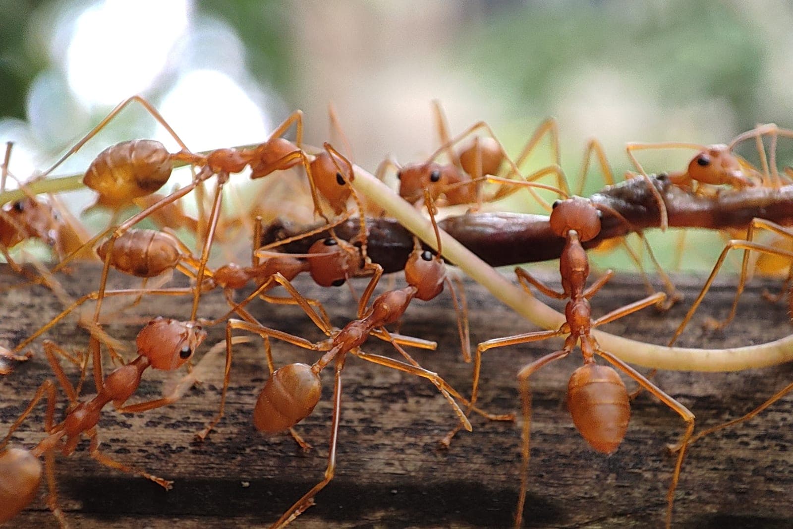 A cluster of orange-red ants carries food across a weathered piece of wood in close-up