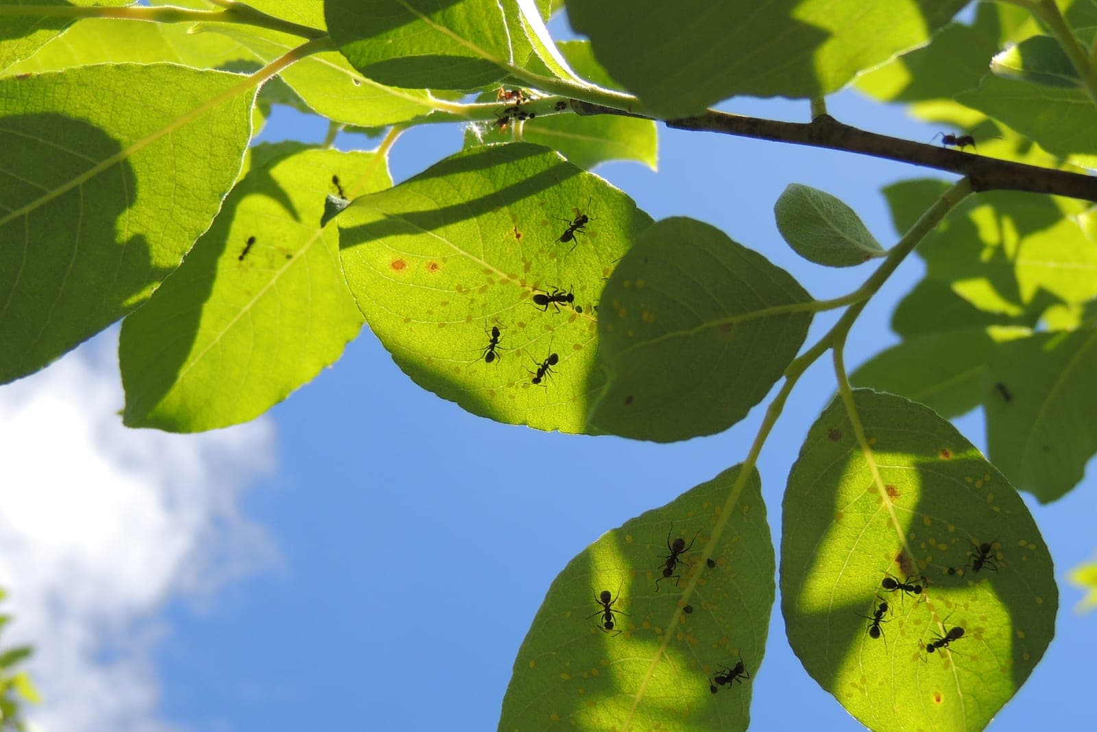 Small black ants crawl over sunlit green leaves against a blue sky