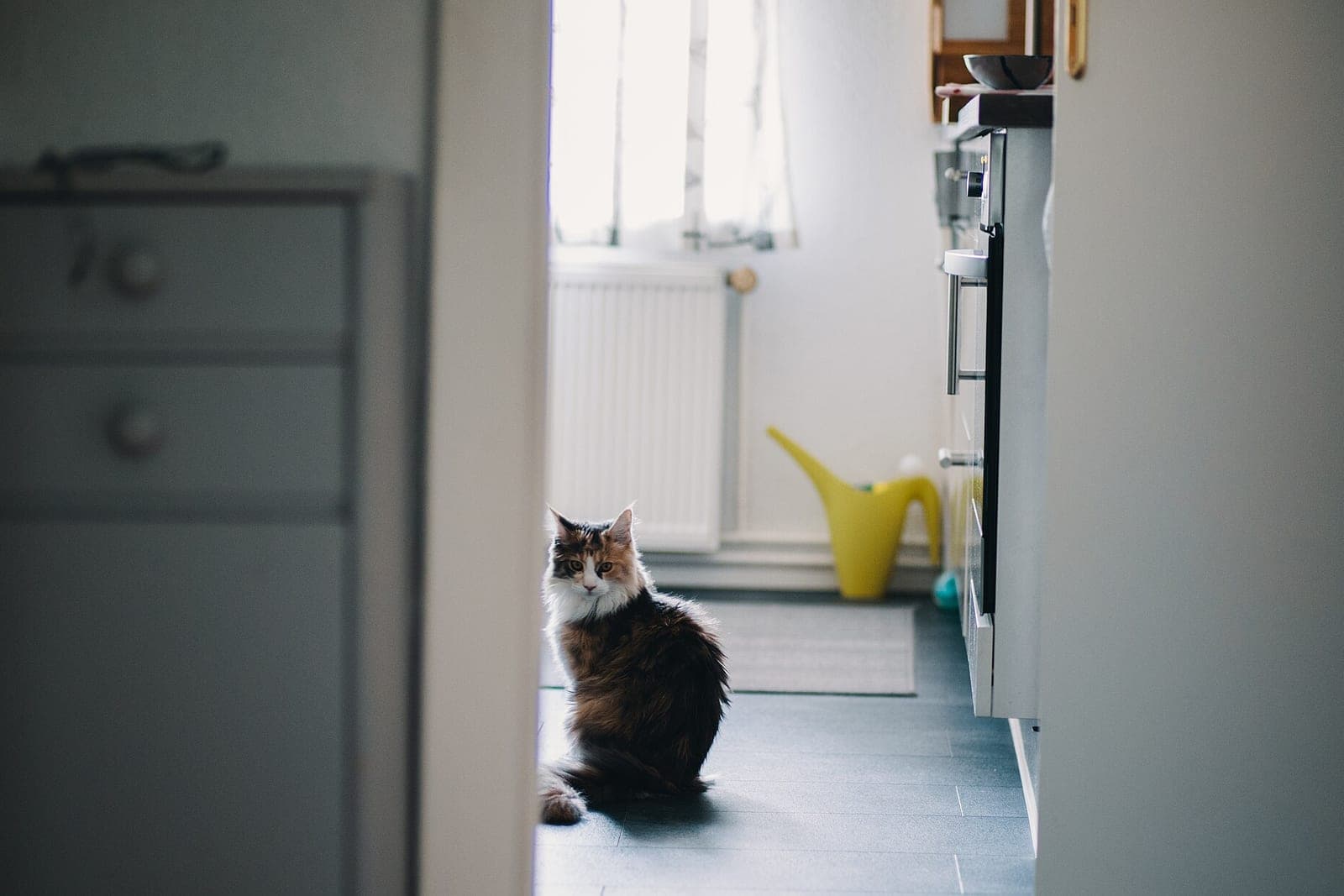 A long-haired cat sitting on the floor of a bright, tidy kitchen