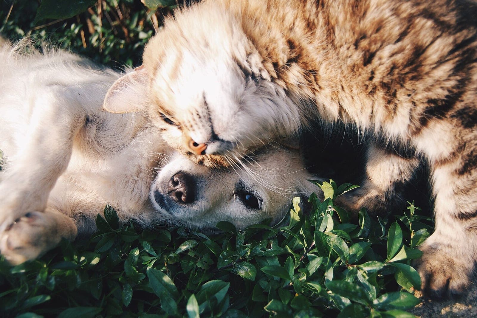 A tabby cat rests its head on a pale dog lying in green leaves