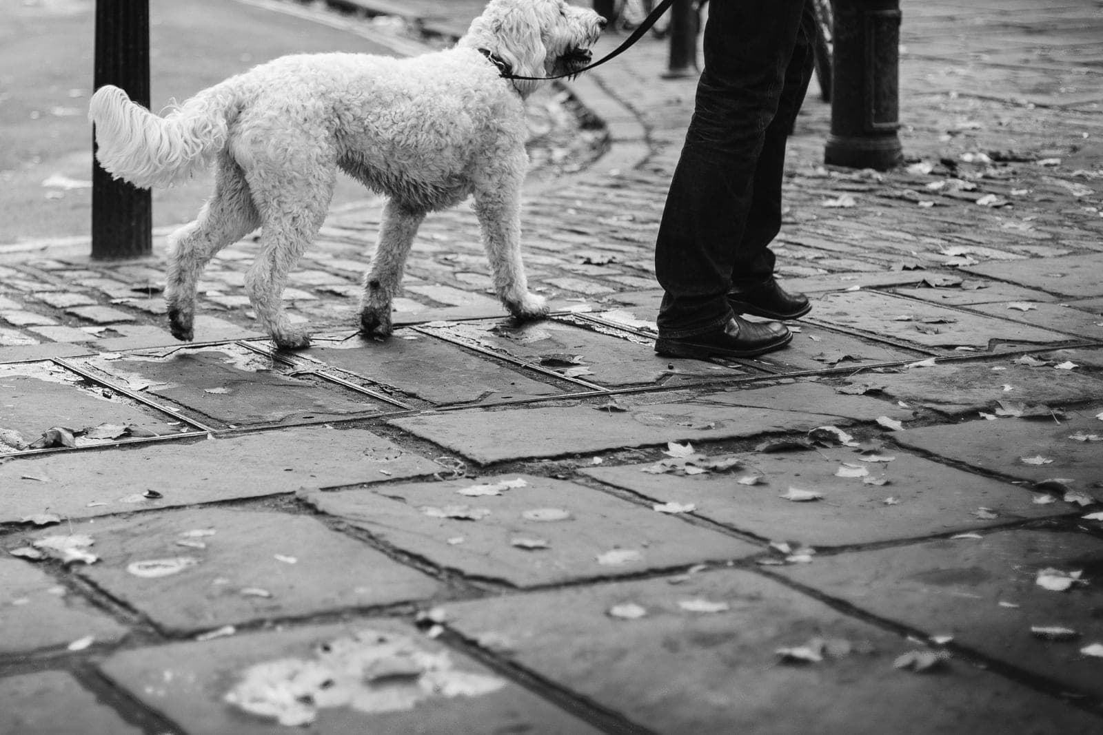A curly white dog on a leash walks beside a person in dark jeans on a stone sidewalk
