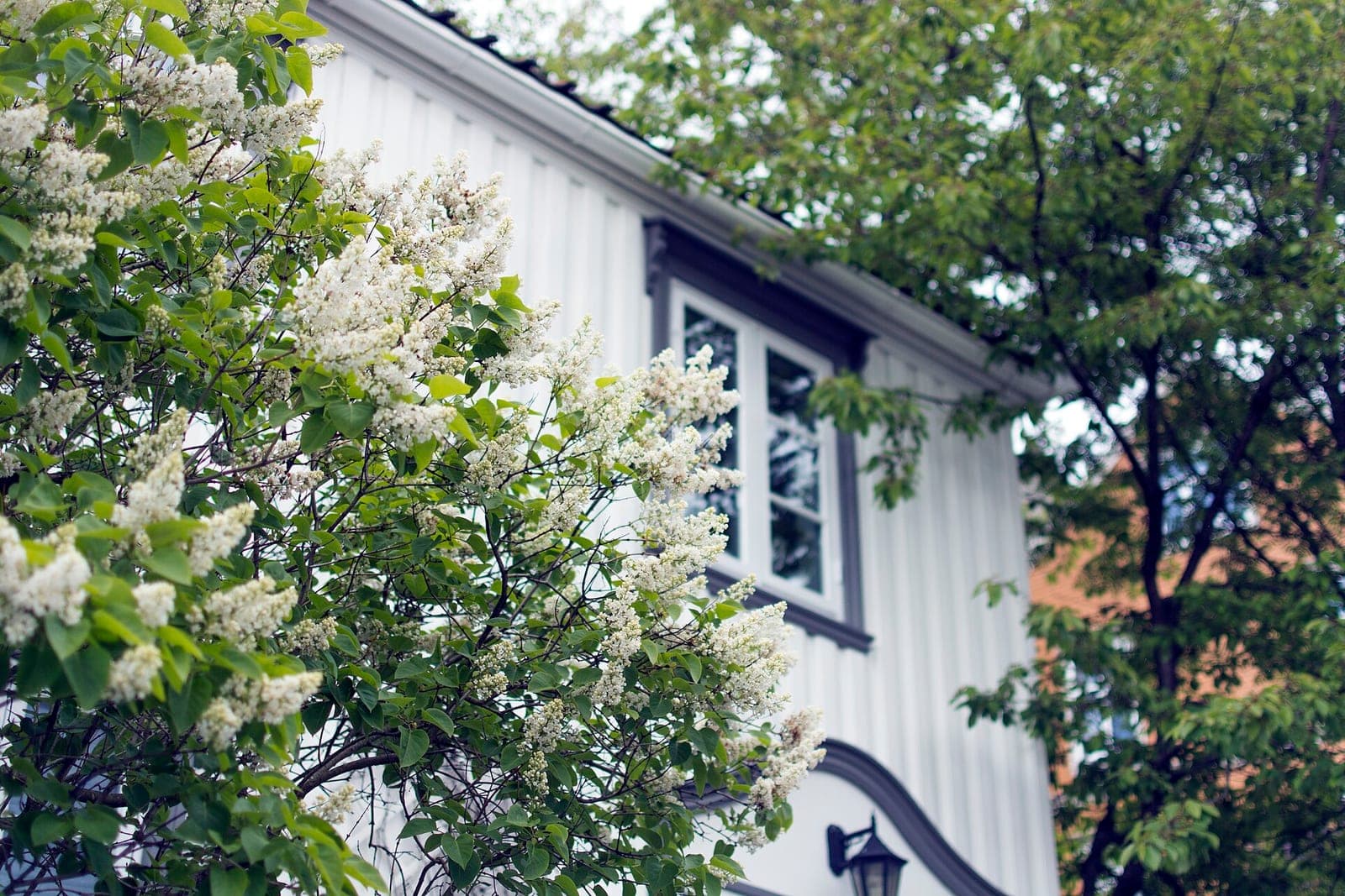 White board siding and a window on a house, behind a flowering shrub with white blossoms