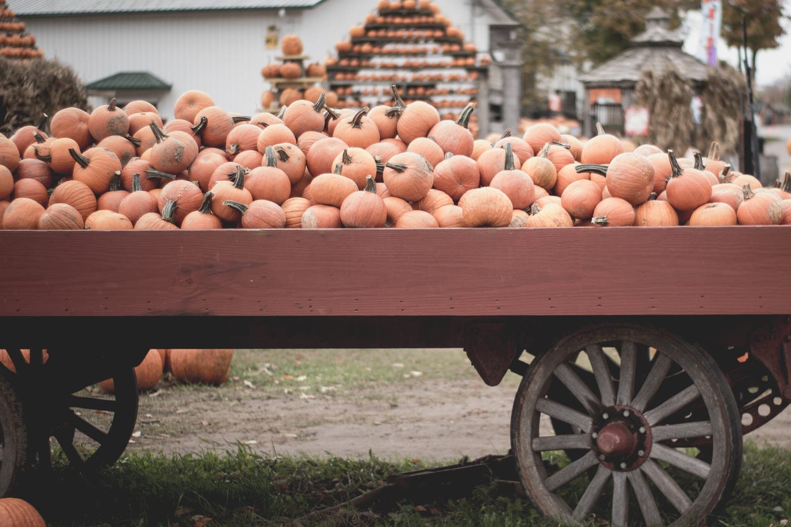 A red farm wagon piled high with small orange pumpkins in front of a white barn