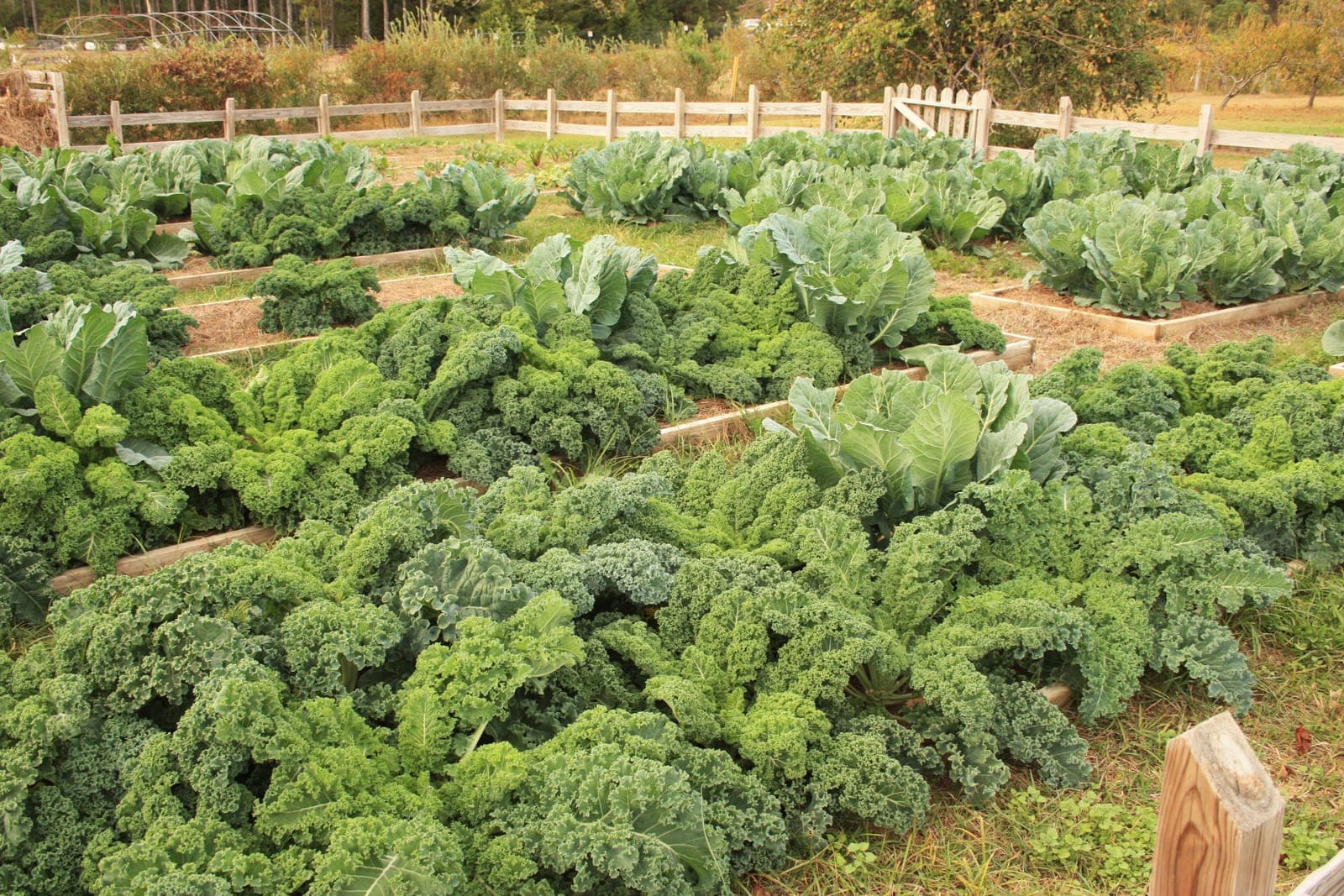 Raised wooden beds full of curly kale and collard greens inside a split-rail fence