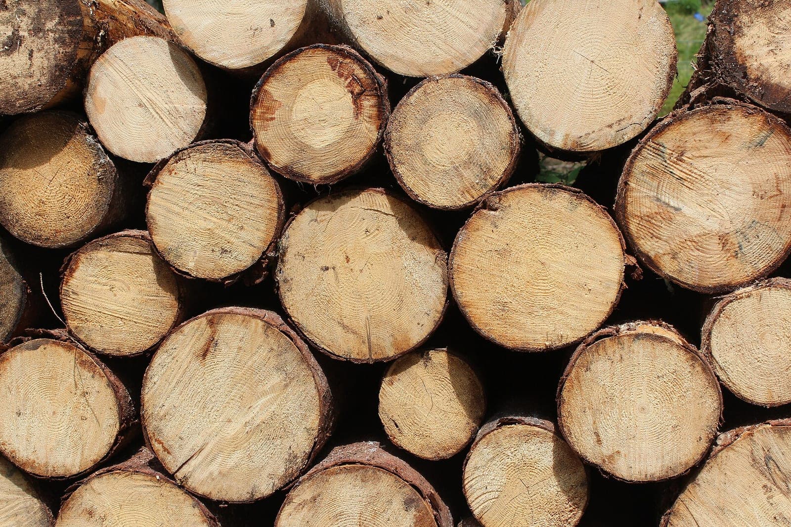 A stack of freshly cut logs seen end-on, showing pale wood and dark bark