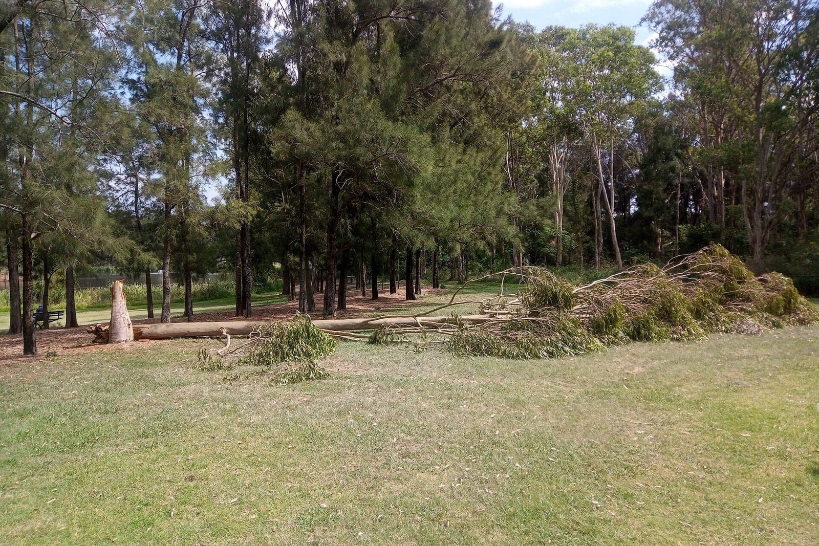 A tall tree snapped at the base lies across a mowed lawn in a park, with its leafy crown spread on the grass