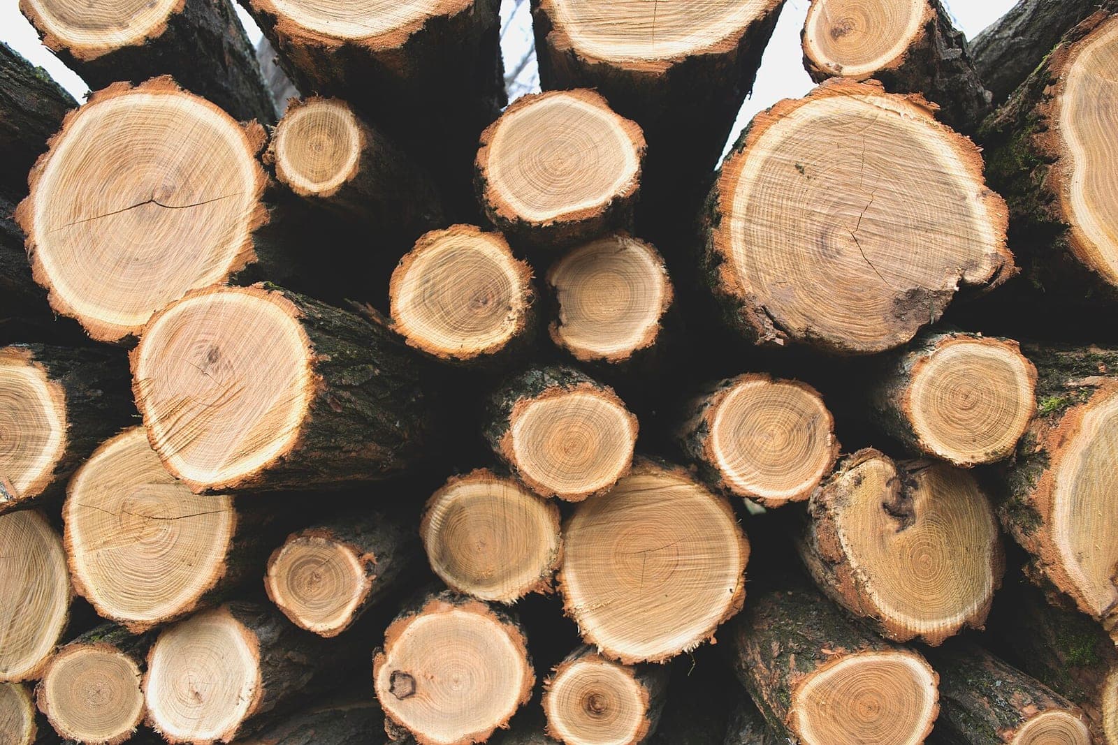 Freshly cut logs stacked with their pale rings facing out