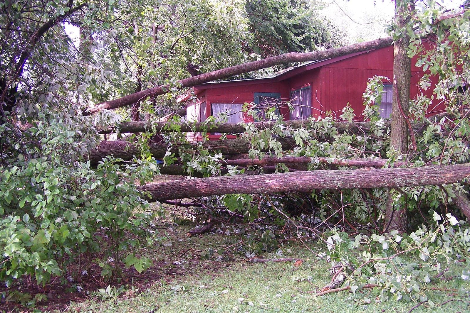 Several fallen tree trunks lying across a yard in front of a red wooden house