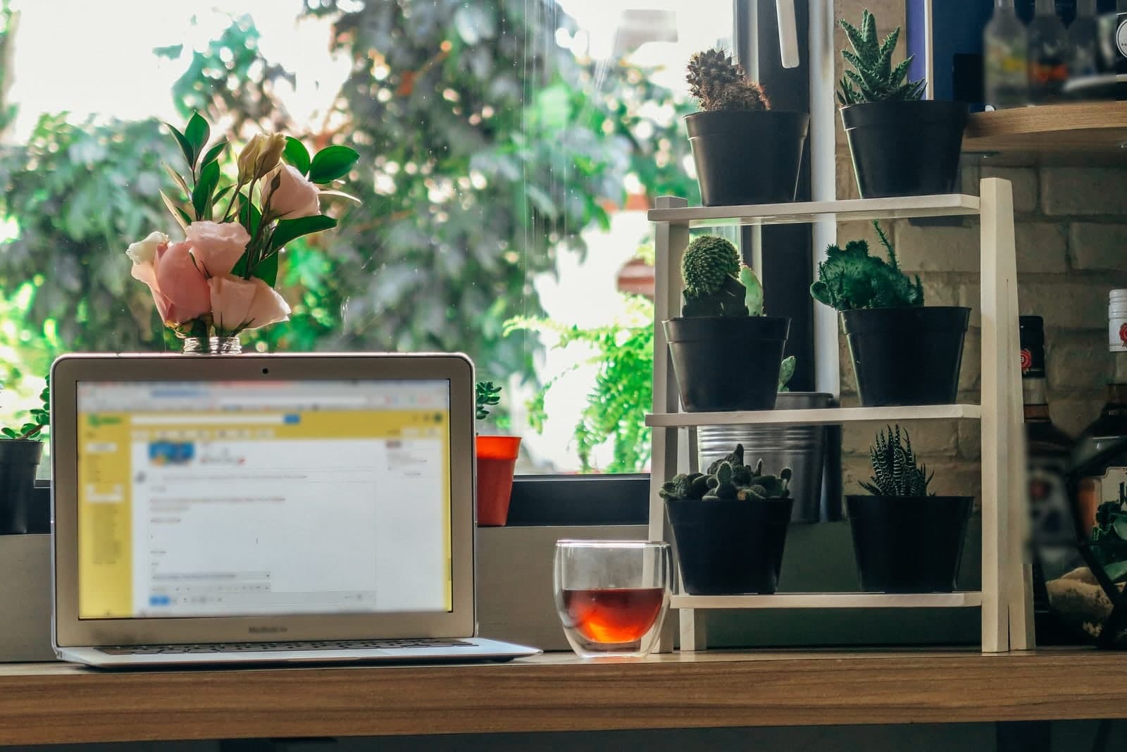 An open laptop sits on a sunny wooden desk by a window, beside pink flowers, a glass of tea and shelves of potted cactus