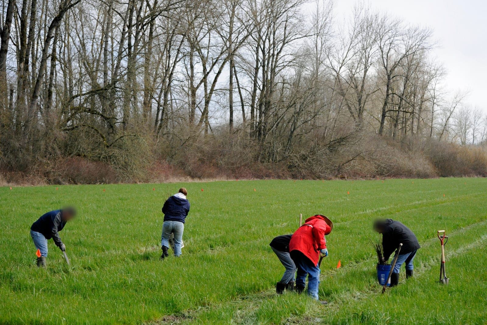 Five volunteers bend over a green field planting tree seedlings below a line of bare trees